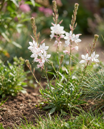 Sparkle White (Gaura lindheimeri) – mehrjährige Blumensamen von SeedsChoice
