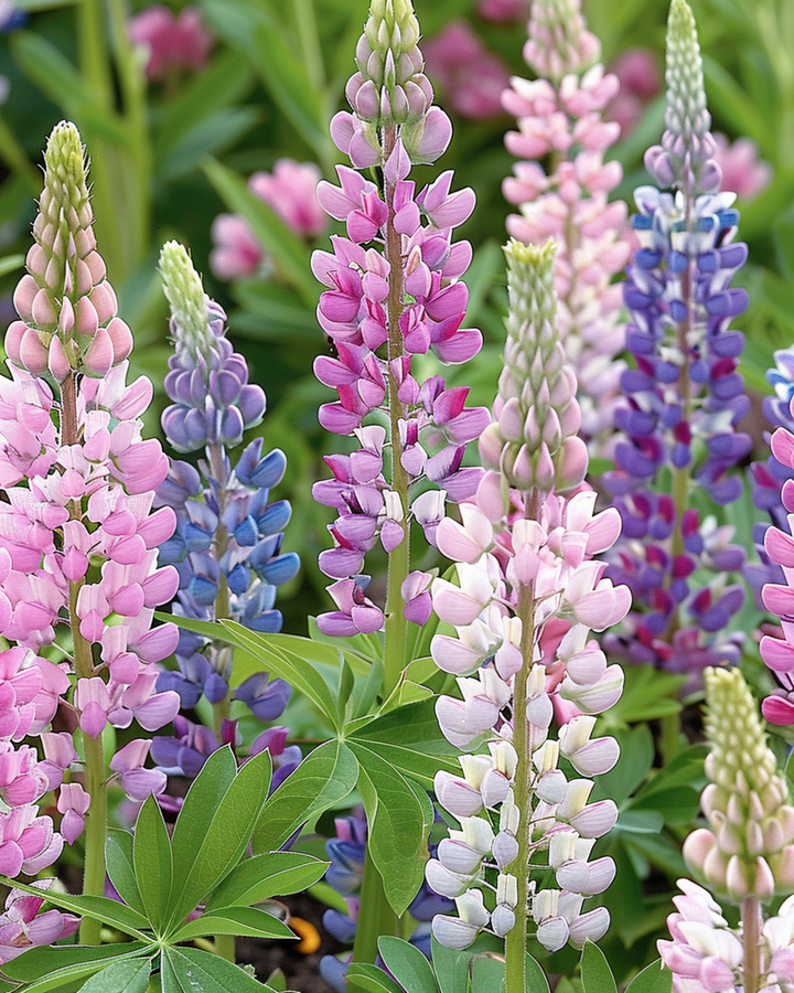 Lupin Russell's Hybrids Samen (Lupinus polyphyllus) – mehrjährige Sortenmischung