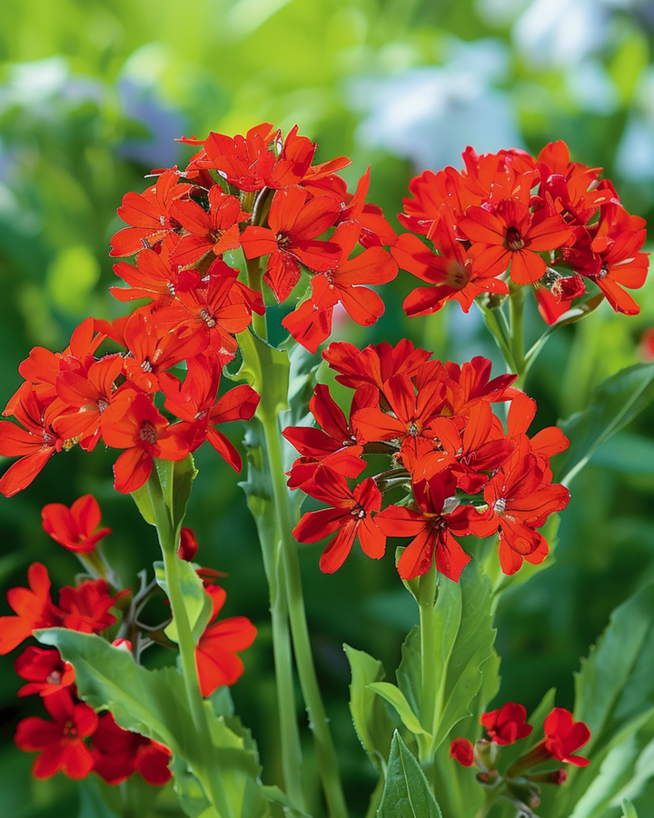 Lychnis Seeds Lychnis Chalcedonica Perennial Flower seeds (Lychnis chalcedonica) – perennial flower