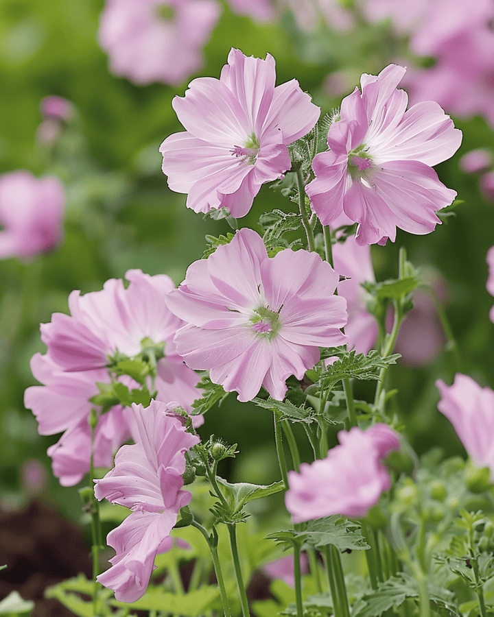 Musk Mallow seeds (Malva moschata) – perennial flower