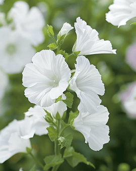Musk Mallow Seeds Malva Moschata Perennial Alba White Flowers