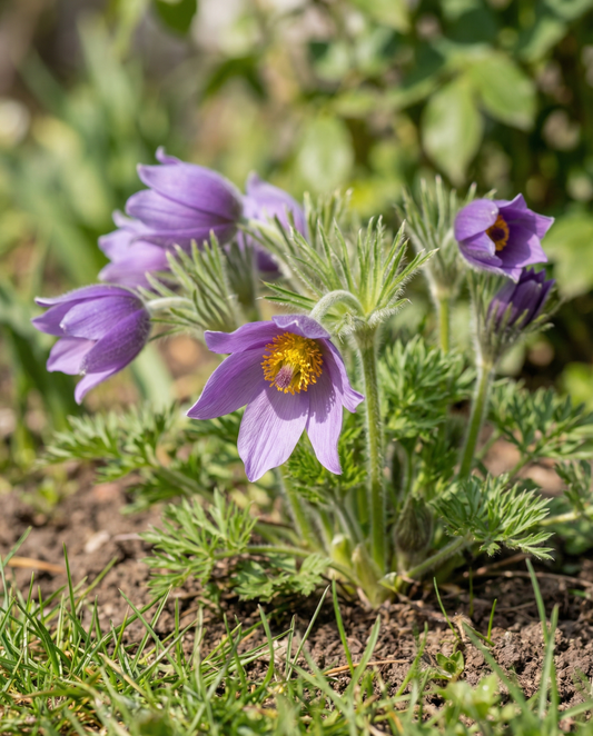Pasque (Pulsatilla vulgaris) – perennial flower seeds from SeedsChoice