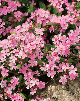 Rock Soapwort Seeds Saponaria Ocymoides Perennial Flower
