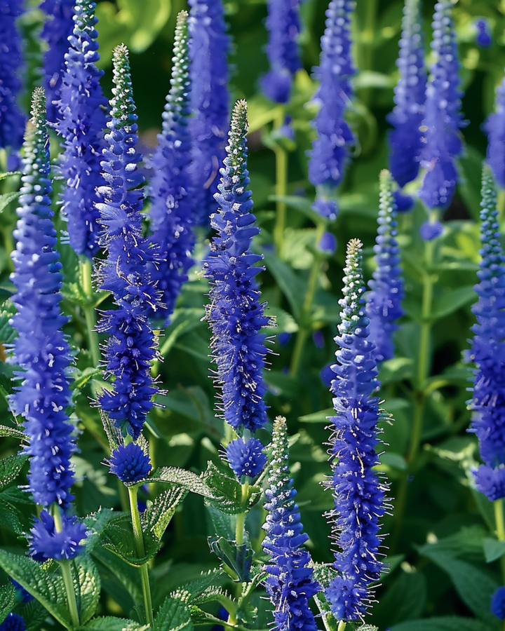 Speedwell Blue Bouquet Samen (Veronica spicata) – mehrjährige Blume
