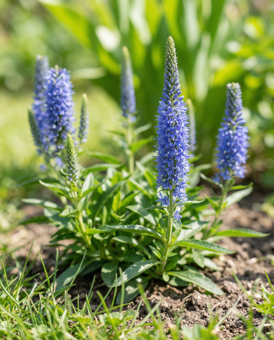 Speedwell Blue Bouquet (Veronica spicata) – mehrjährige Blumensamen von SeedsChoice