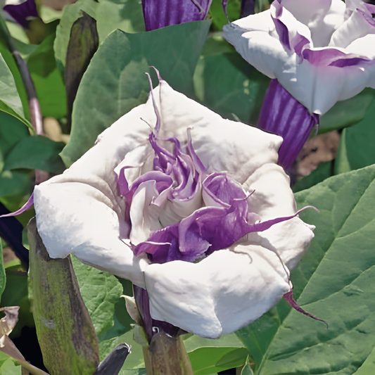 Mix Full Sun 40 Cm Height – annual flower seeds from SeedsChoice