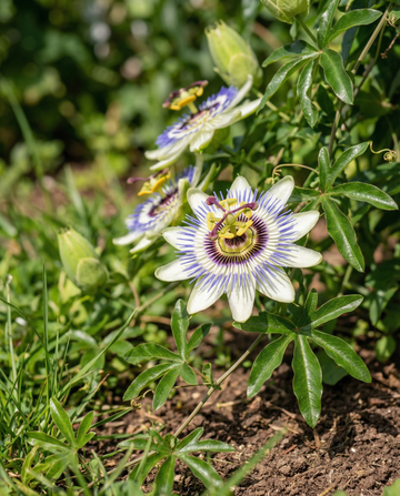 Passion Climber (Passiflora caerulea) – perennial climber seeds from SeedsChoice