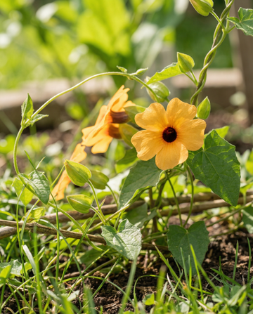 Black Eyed Susan Climber (Thunbergia alata) – annual climber seeds from SeedsChoice