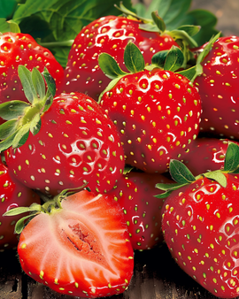 Erdbeere Grandian F1 Samen Fragaria Ananassa einjährig