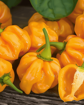 Habanero Pepper Seeds Capsicum Chinense Annual Orange Variety