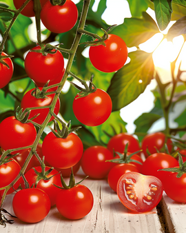 Cherry Tomato Seeds Supersweet 100 F1 Solanum Lycopersicum Annual