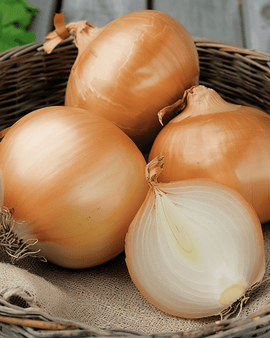 Onion Rijnsburger 5 Seeds Allium Cepa Annual