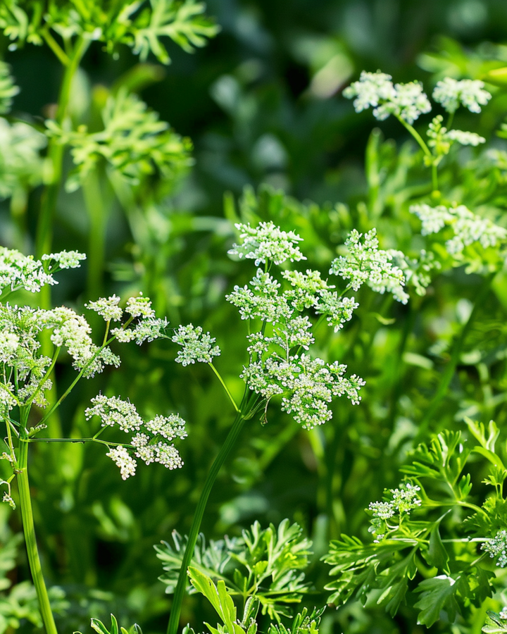 Anissamen (Pimpinella anisum) – einjähriges Kraut
