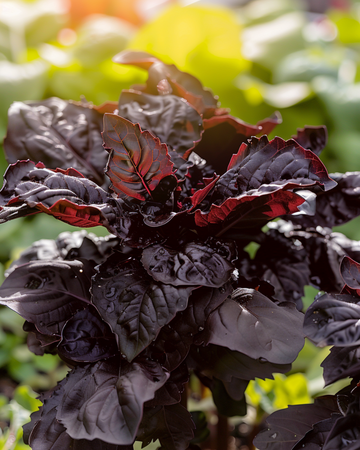 Sweet Basil Red Lizzy seeds (Ocimum basilicum) – annual