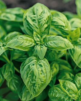 Großblättriges Basilikum Samen Ocimum Basilicum einjährige großblättrige Sorte