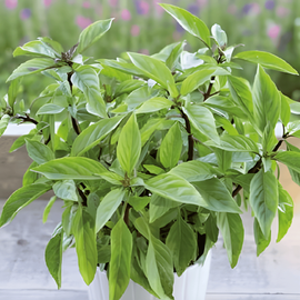 Basil Siam Queen Seeds Ocimum Basilicum Annual Herb