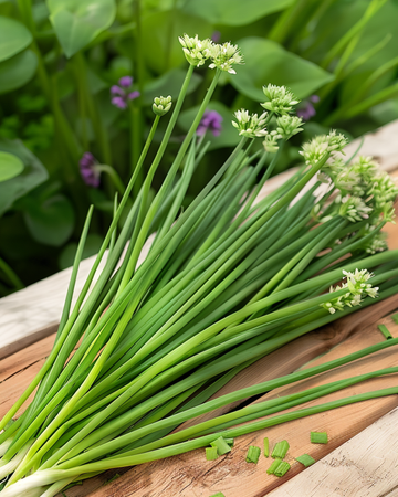 Knoblauch-Schnittlauch Samen (Allium tuberosum) – mehrjähriges Kraut