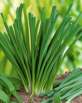 Winterzwiebel Samen Allium Fistulosum mehrjähriges Kraut