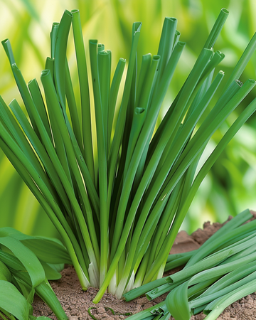 Winterzwiebel Samen (Allium fistulosum) – mehrjährige Kräuterpflanze