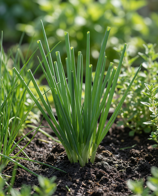 Winterzwiebel (Allium fistulosum) – mehrjährige Kräutersamen von SeedsChoice
