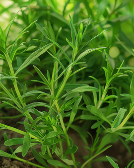 Summer Savory Seeds Satureja Hortensis Annual Herb