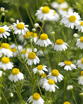 Chamomile Seeds Matricaria Chamomilla Annual Herb