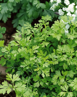 Chervil Seeds Anthriscus Cerefolium Annual Herb