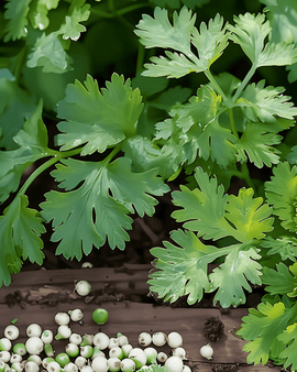 Lemon Coriander Seeds Coriandrum Sativum Annual Herb