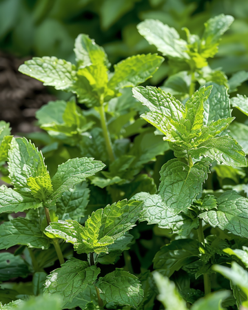 Grüne Minze Samen (Mentha spicata) – mehrjähriges Kraut