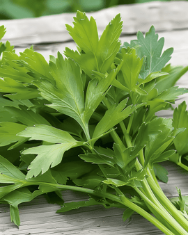 Liebstöckel Samen Levisticum Officinale mehrjähriges Kraut