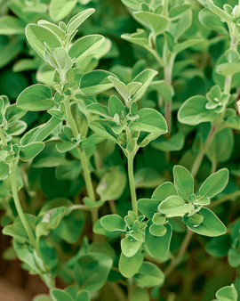 Majoran Samen Origanum Majorana einjähriges Kraut