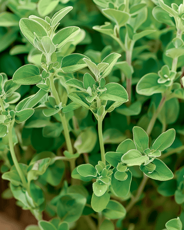 Majoran Marjolein Samen (Origanum majorana) – einjähriges Kraut