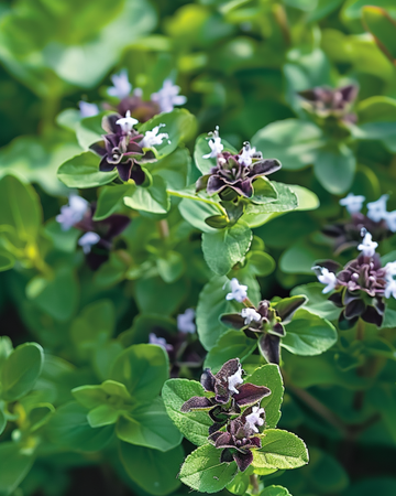 Oregano Samen (Origanum vulgare) – mehrjähriges Kraut