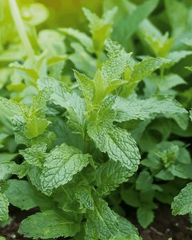 Pfefferminze Samen Mentha Piperita mehrjähriges Kraut