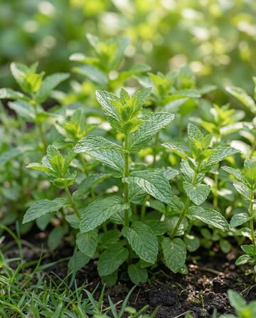 Pfefferminze (Mentha piperita) – mehrjährige Kräutersamen von SeedsChoice