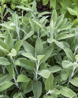 Salbei Samen Salvia Officinalis mehrjähriges Kraut