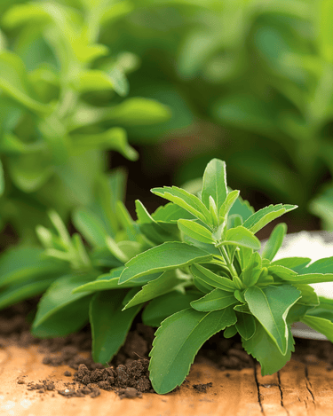 Stevia Samen (Stevia rebaudiana) – mehrjähriges Kraut