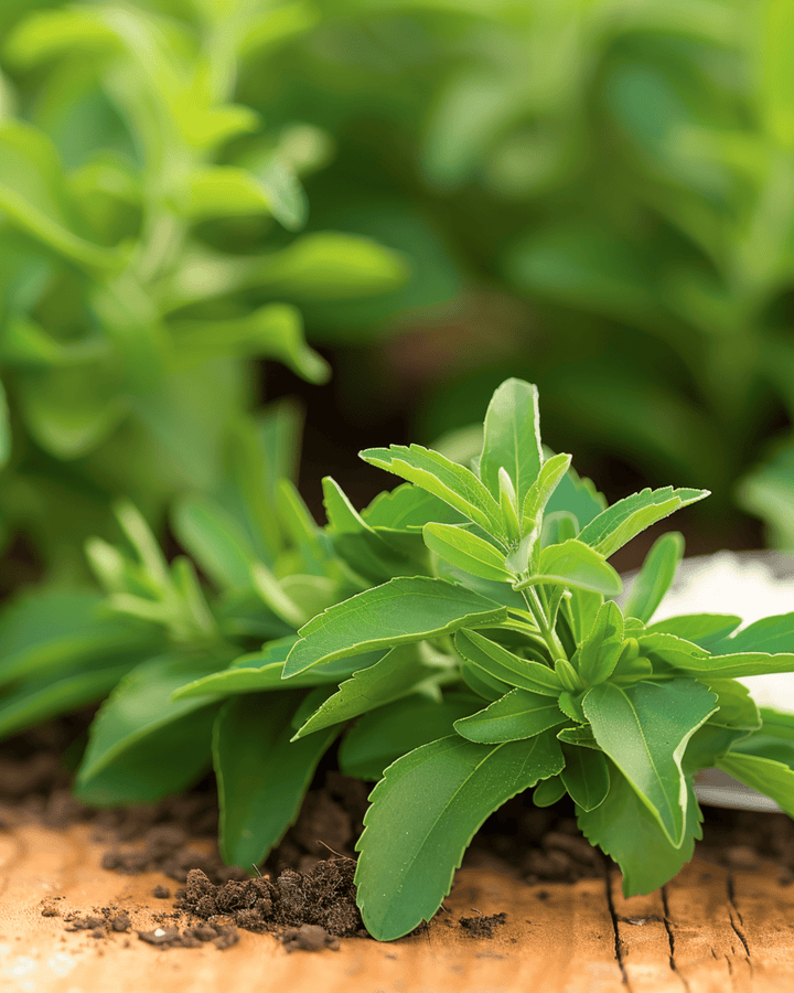 Stevia Samen (Stevia rebaudiana) – mehrjähriges Kraut