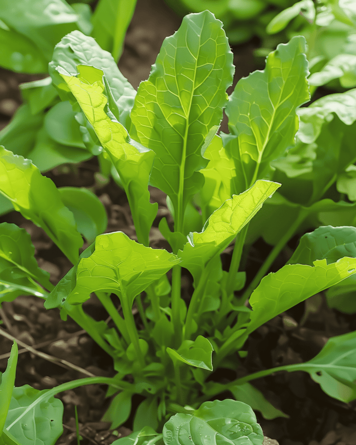 Breitblättriger Sauerampfer Samen (Rumex acetosa) – mehrjähriges Kraut