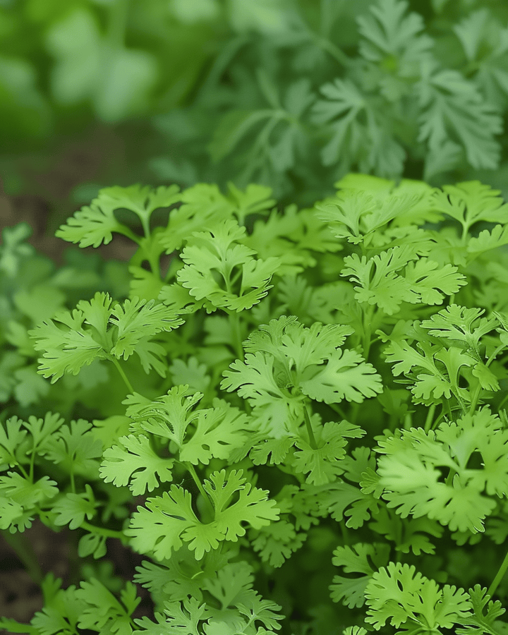 Feingelockter Kerbel Samen (Anthriscus cerefolium) – einjähriges Kraut