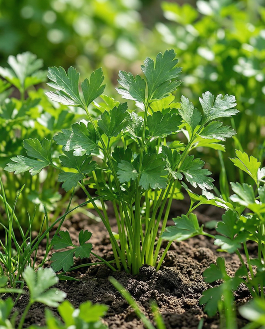 Parsley Amsterdamse Snij (Petroselinum crispum) – biennial herb seeds from SeedsChoice