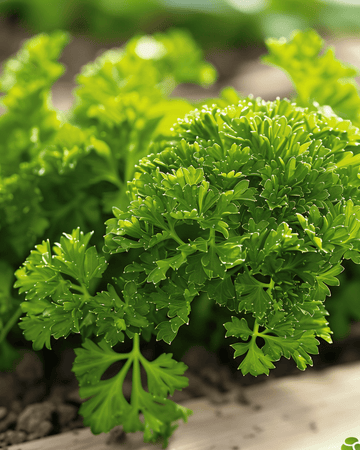 Parsley Bravour seeds (Petroselinum crispum) – biennial herb