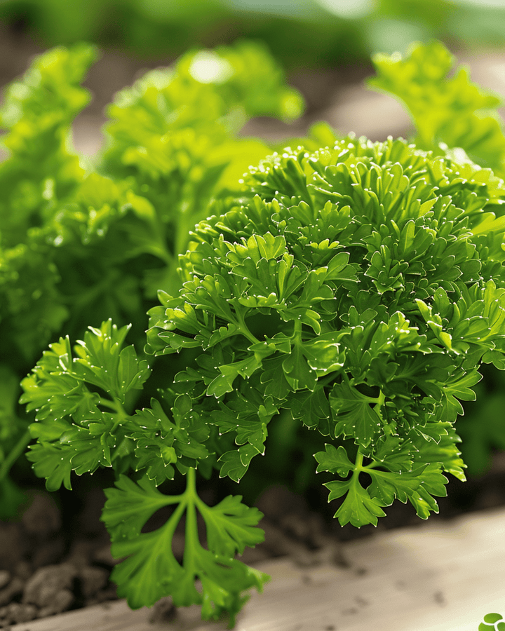 Parsley Bravour seeds (Petroselinum crispum) – biennial herb