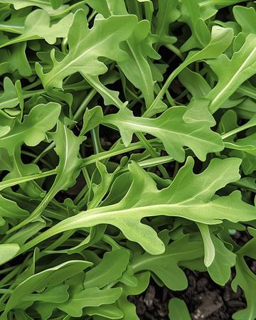 Wild Rocket seeds (Diplotaxis tenuifolia) – annual vegetable