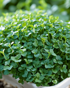 Broad Leaved Cress Seeds Lepidium Sativum Annual