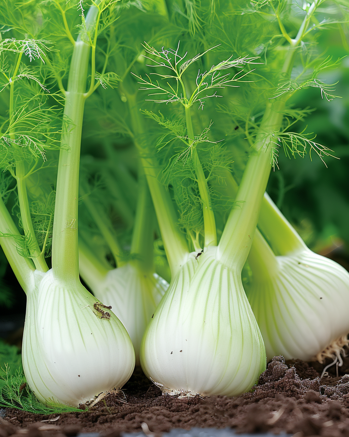 Fennel Fino seeds (Foeniculum vulgare) – annual vegetable