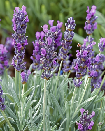 French Lavender seeds (Lavandula stoechas) – annual flower