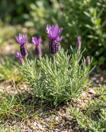 French Lavender (Lavandula stoechas) – annual flower seeds from SeedsChoice