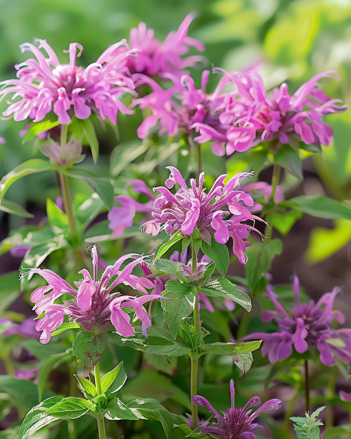 Zitronenminze Samen (Monarda citriodora) – einjährige Blume