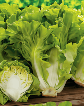 Endive Seeds Batavian Green Annual Cichorium Endivia